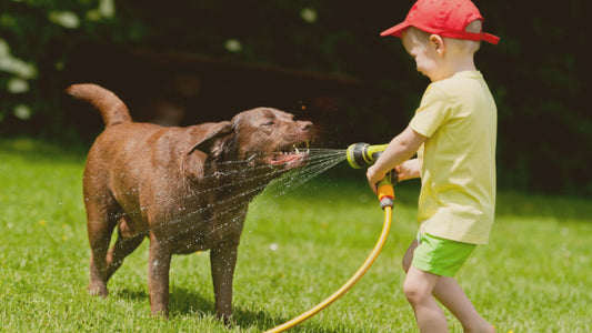How to Create a Montessori Care of Pets Station