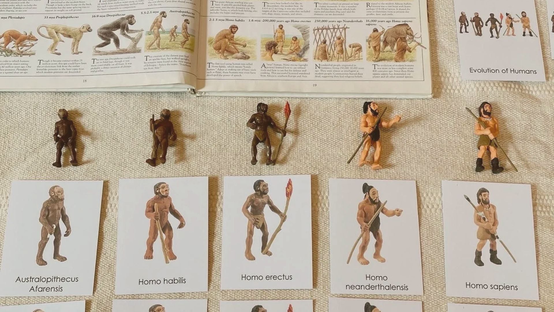 How to Teach Evolution In Montessori – Dannico