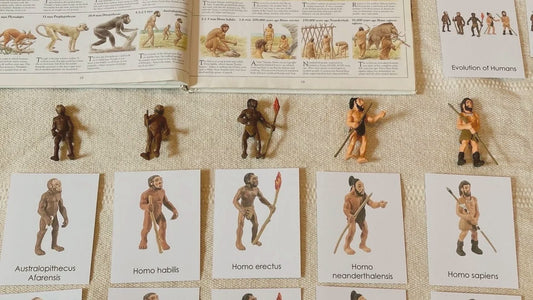 How to Teach Evolution In Montessori