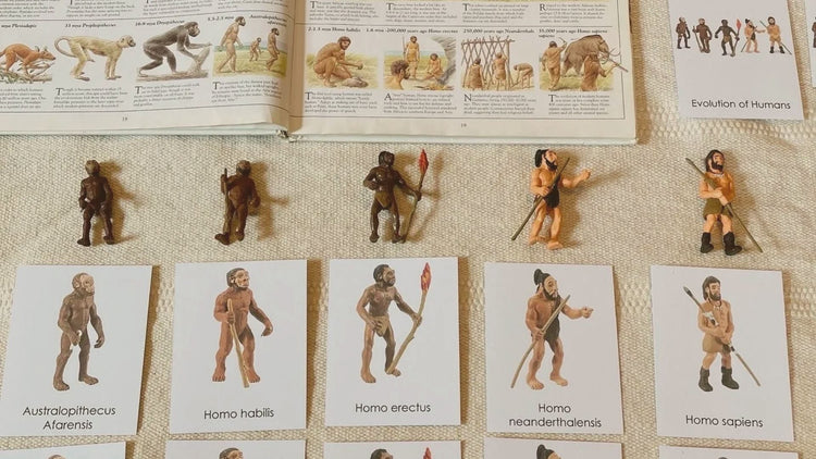 How to Teach Evolution In Montessori – Dannico